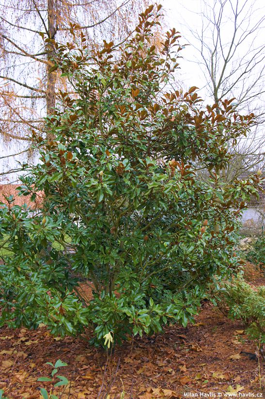 magnolia grandiflora Hardy Safro 2.jpg