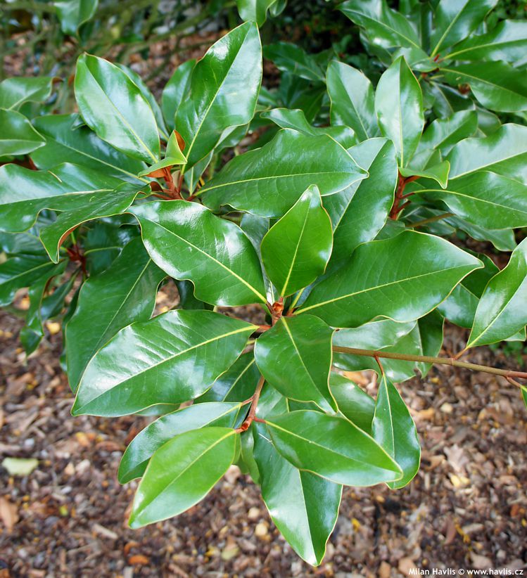 magnolia grandiflora Hardy Safro 3.jpg