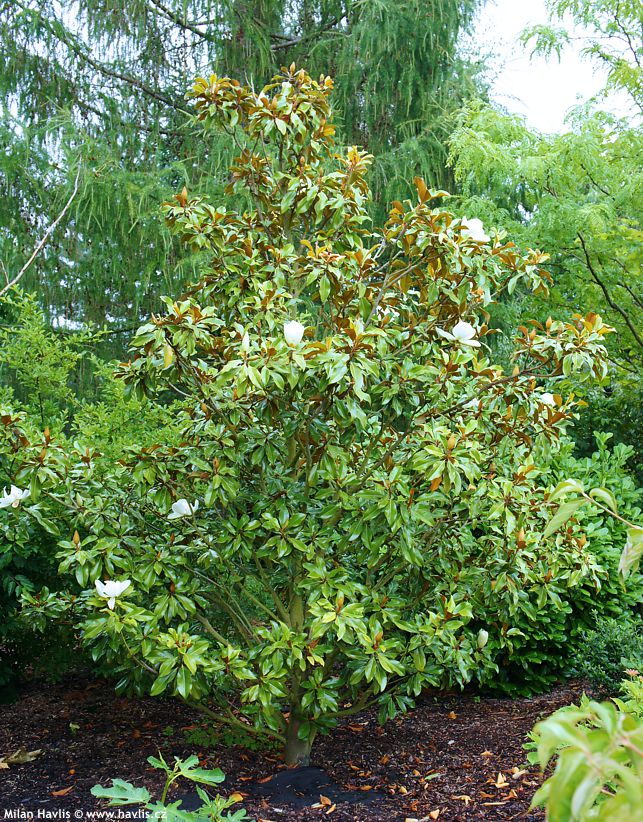 magnolia grandiflora Hardy Safro 4.jpg