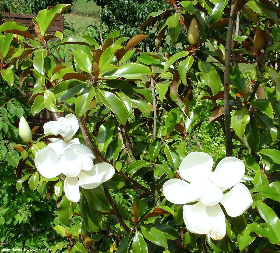 magnolia grandiflora Hardy Safro 6.jpg