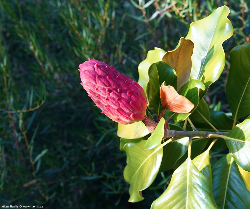 magnolia grandiflora Mont Blanc.jpg