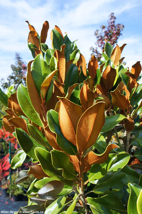 magnolia grandiflora Nana.jpg
