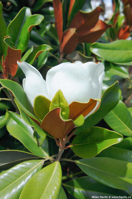 magnolia grandiflora Nana 2.jpg