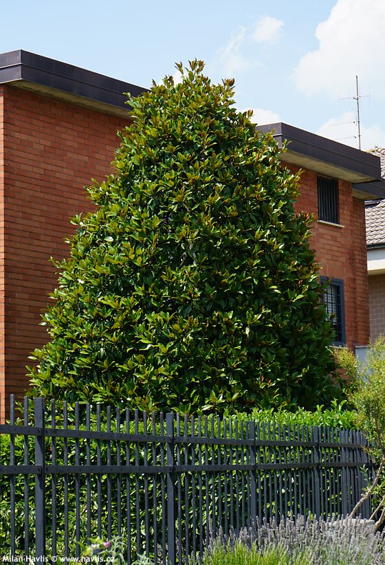magnolia grandiflora Nannetensis.jpg