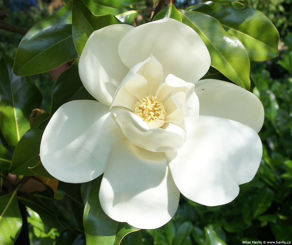 magnolia grandiflora Nannetensis 2.jpg