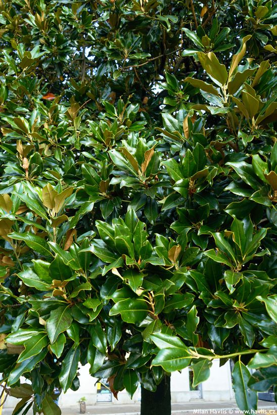 magnolia grandiflora semen�� 2.jpg