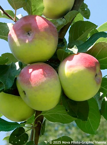 Malus domestica (�Princess Louise�, �Marquis of Lorne�) '�ISTECK� LAH�DKOV�'