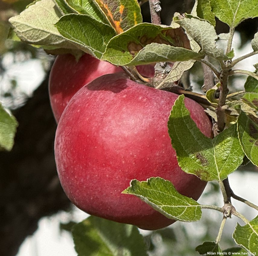 malus domestica Spartan asi 2026 (3).jpg