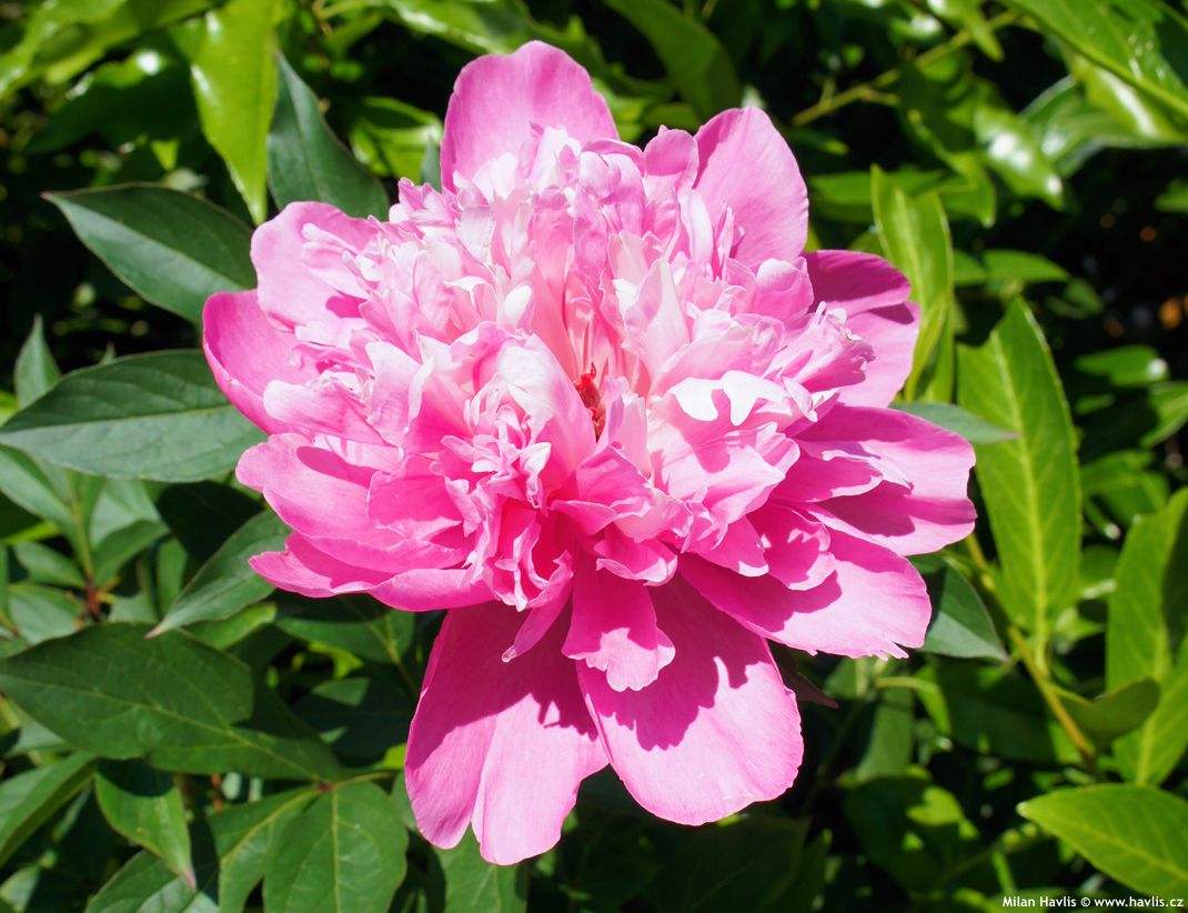 paeonia Edulis Superba