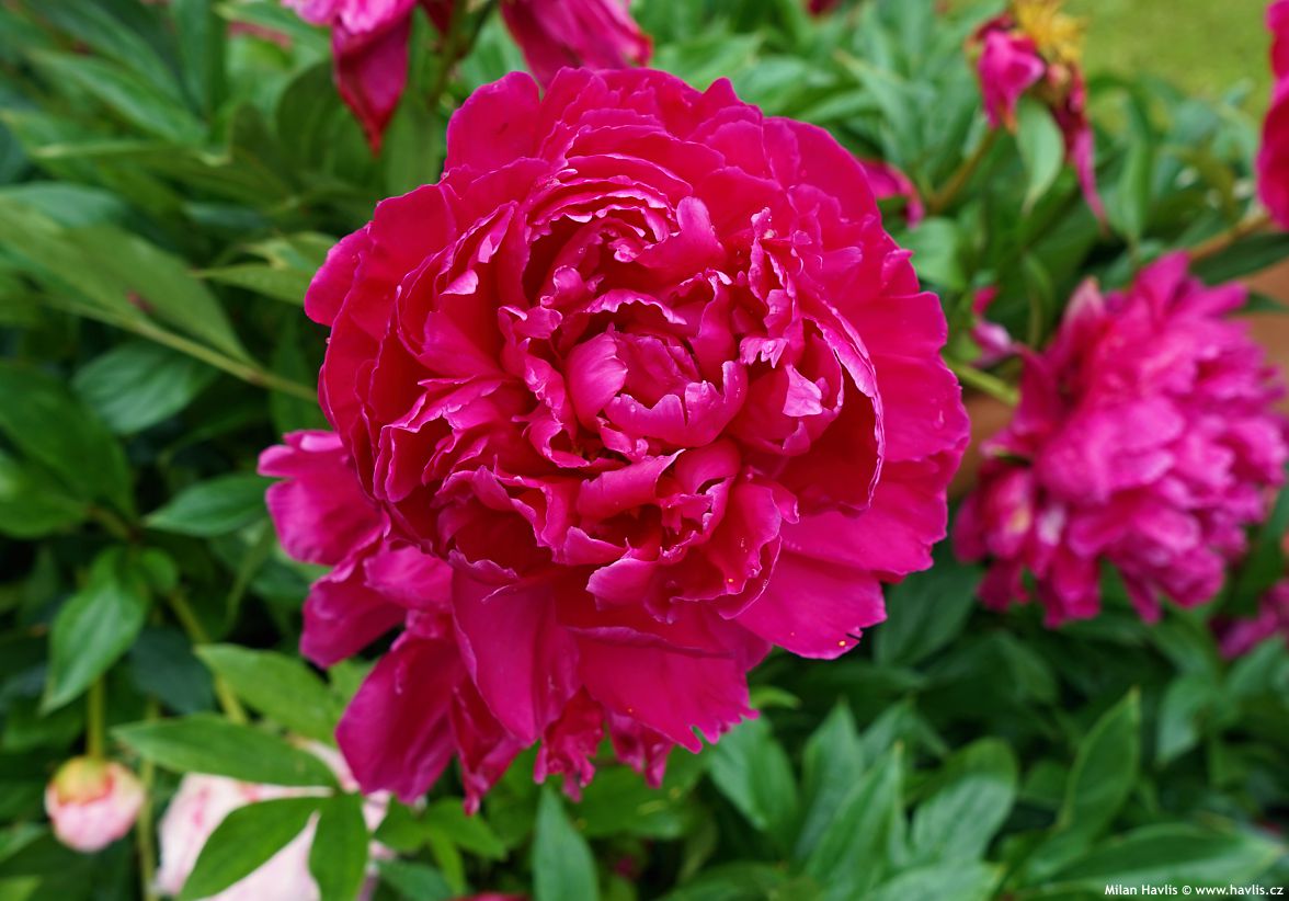 paeonia Felix Crousse