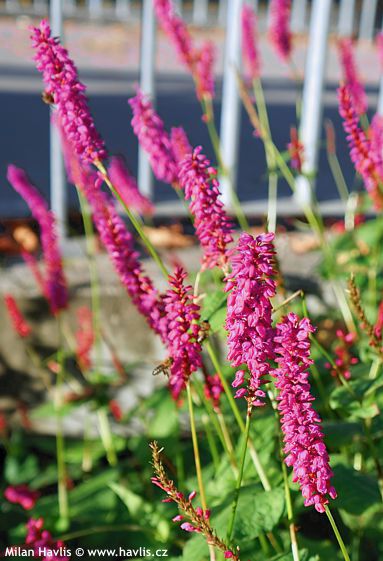 Persicaria amplexicaulis 'AMETHYST SUMMER'