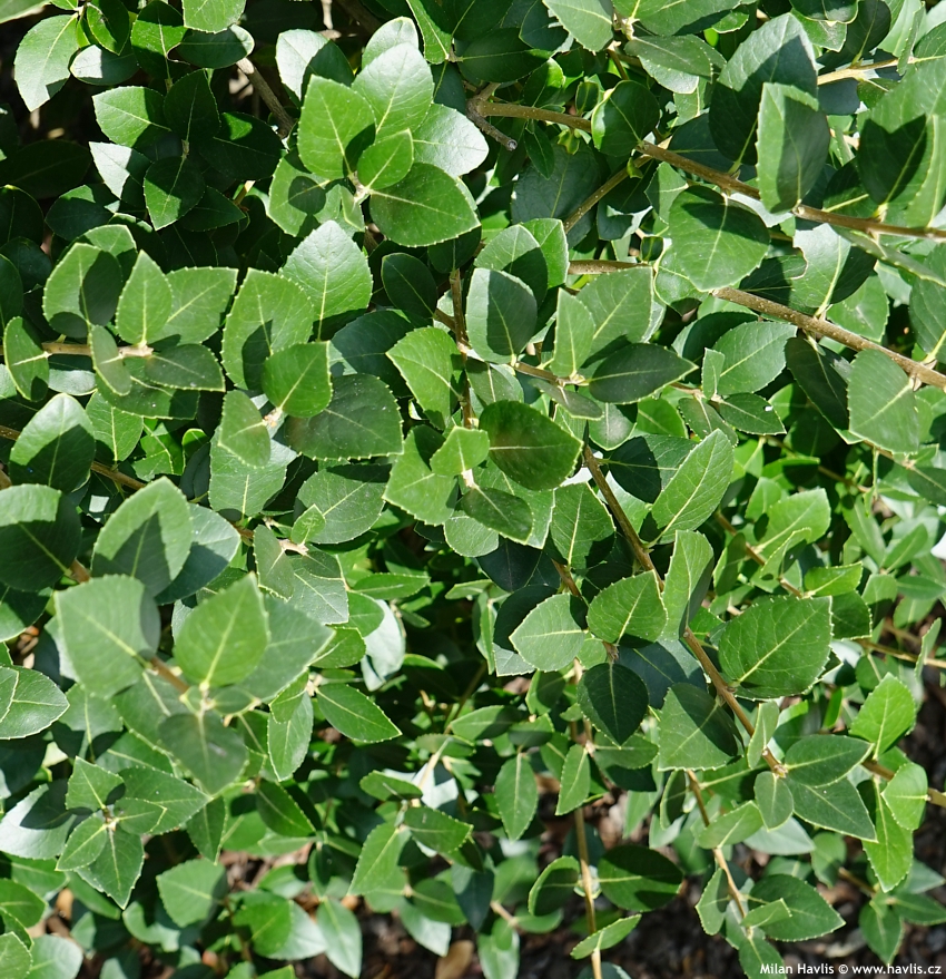 phillyrea latifolia media