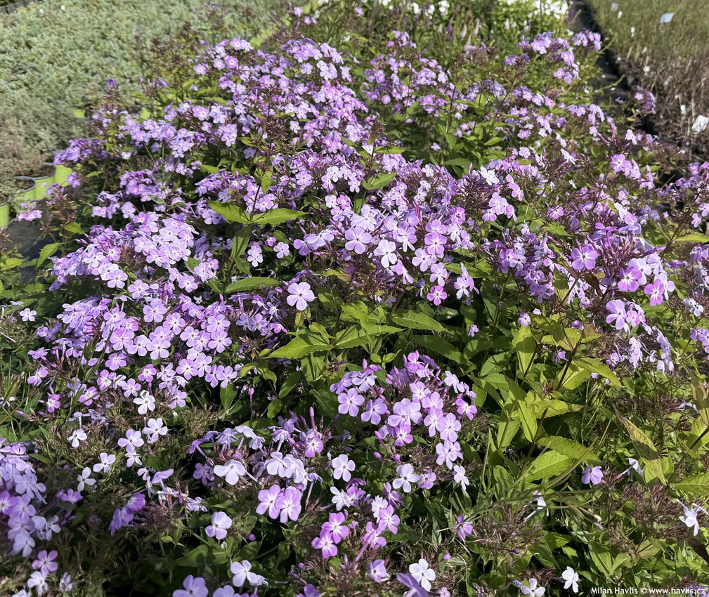 phlox JS Queen Paola 2026 (3).jpg