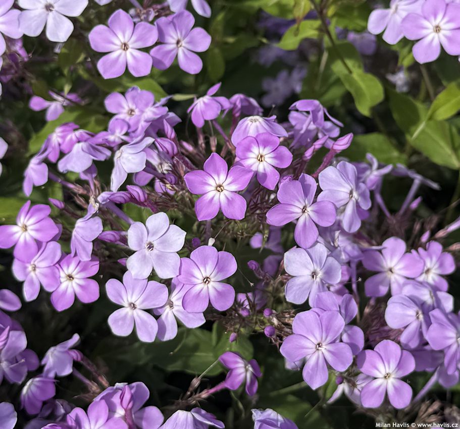 phlox JS Queen Paola 2026 (5) detail.jpg