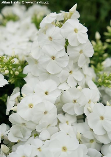 Phlox 'Ditosnow' SWEET SUMMER� SNOW