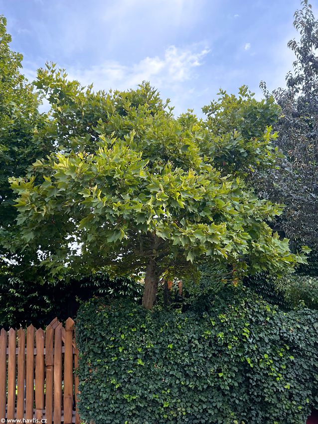platanus x acerifolia Alphens Globe 2026 Opatrn� 1 edit.jpg