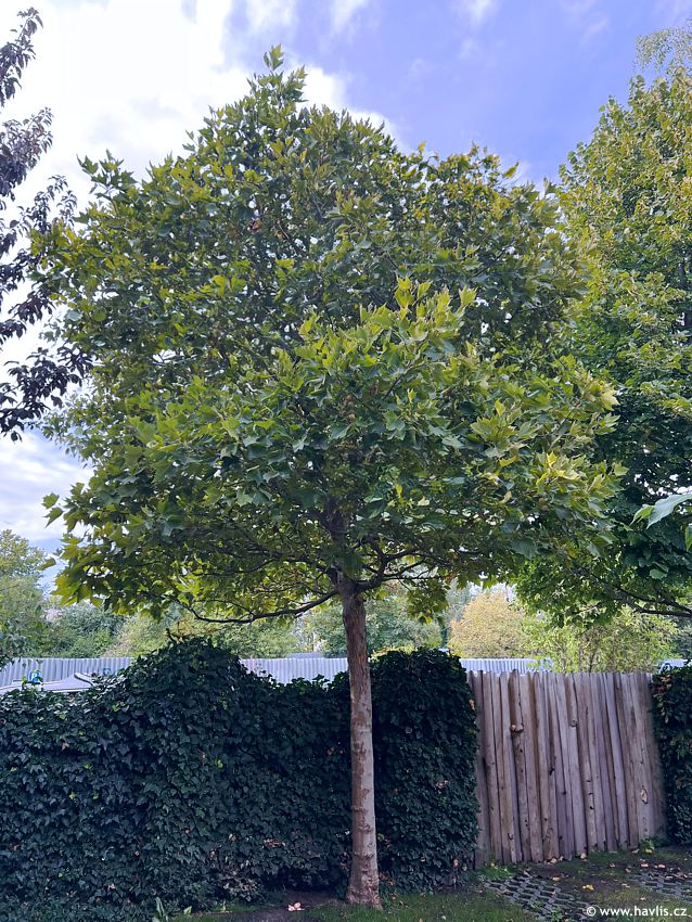 platanus x acerifolia Alphens Globe 2026 Opatrn� 2 edit.jpg