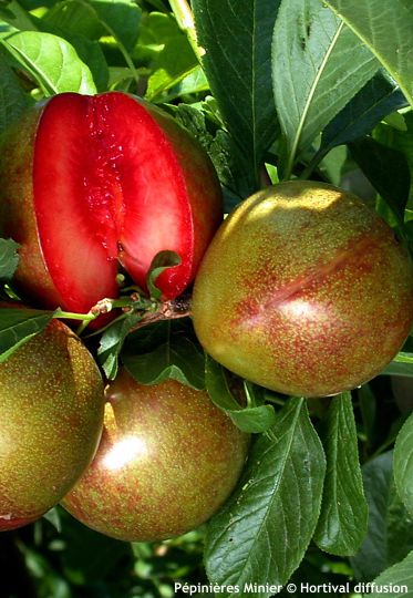 Prunus Pluot� 'FLAVOR SUPREME'�