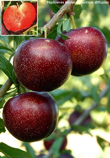 Prunus Pluot� 'PURPLE CANDY'�