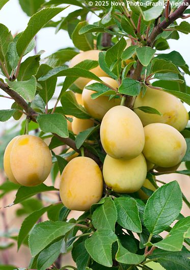 Prunus domestica 'Courod' GOLDUST�