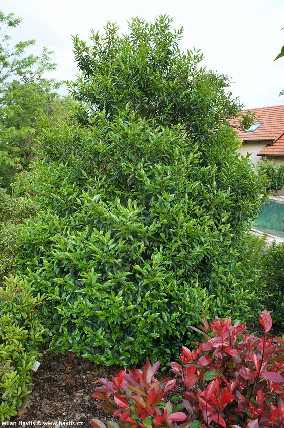 prunus lusitanica Angustifolia
