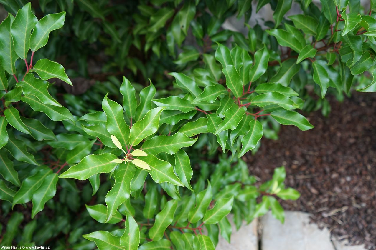 prunus lusitanica Brenelia