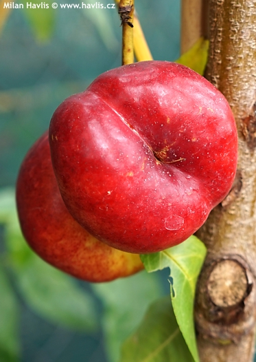 Prunus persica var. nucipersica platycarpa nucipersica platycarpa