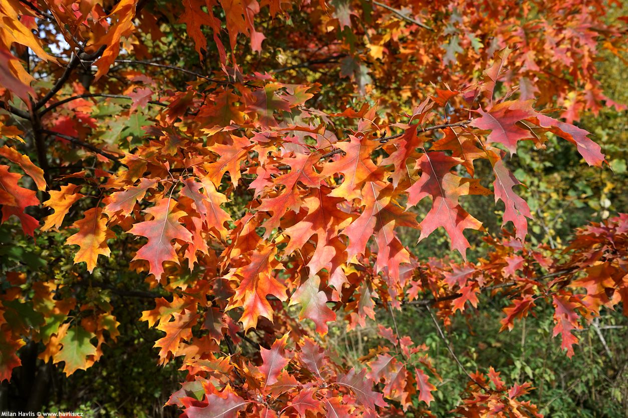 quercus palustris