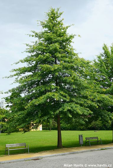 Quercus palustris 