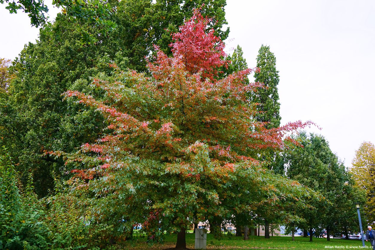 quercus palustris