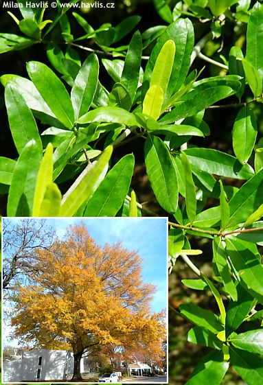 Quercus phellos 