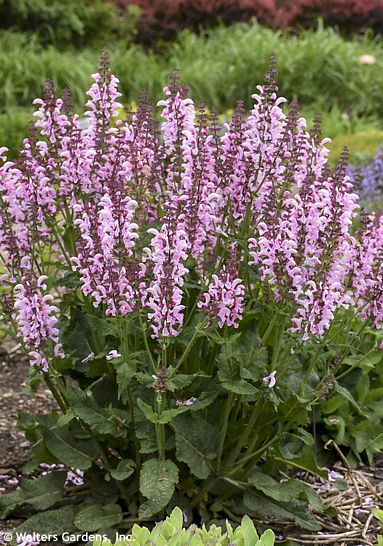Salvia FASHIONISTA™ 'BALLERINA PINK'