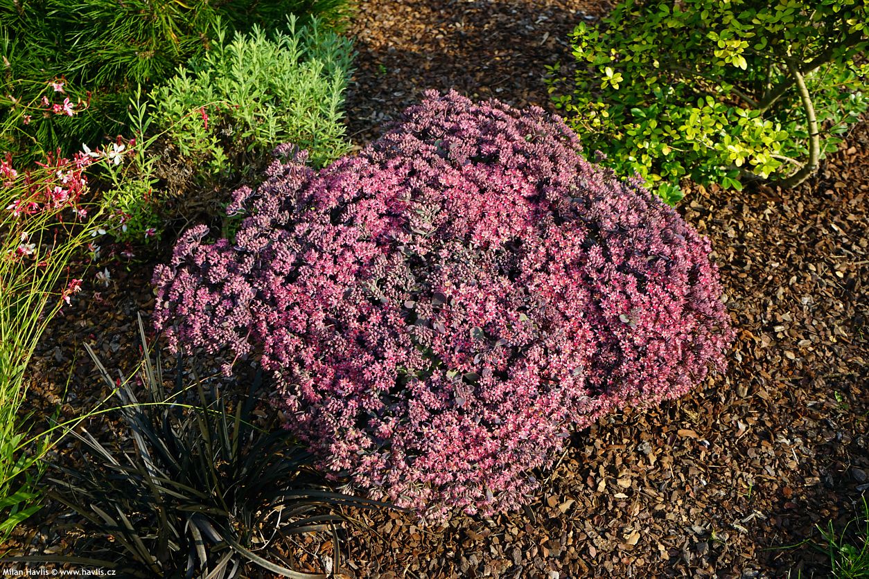 sedum Red Sparkle