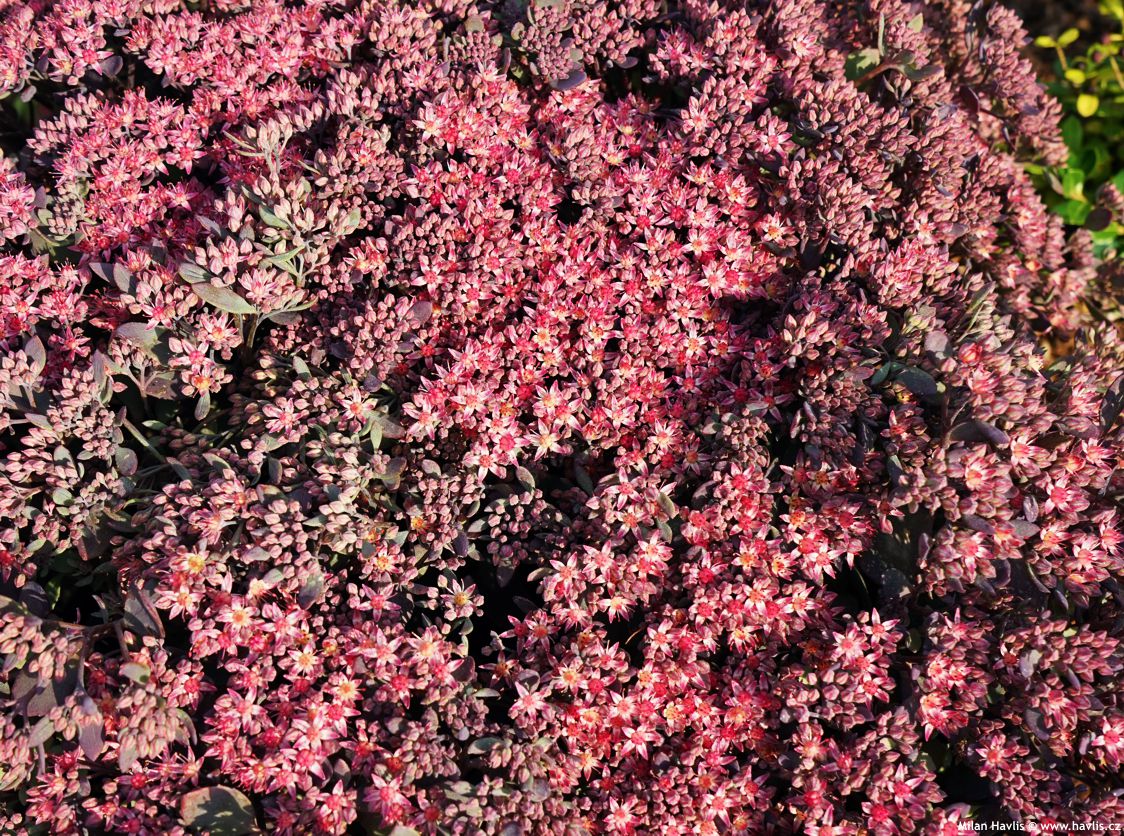 sedum Red Sparkle