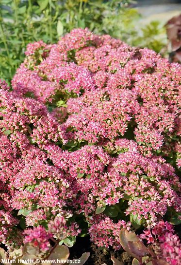 Sedum 'Lime Zinger' SUNSPARKLER� LIME ZINGER