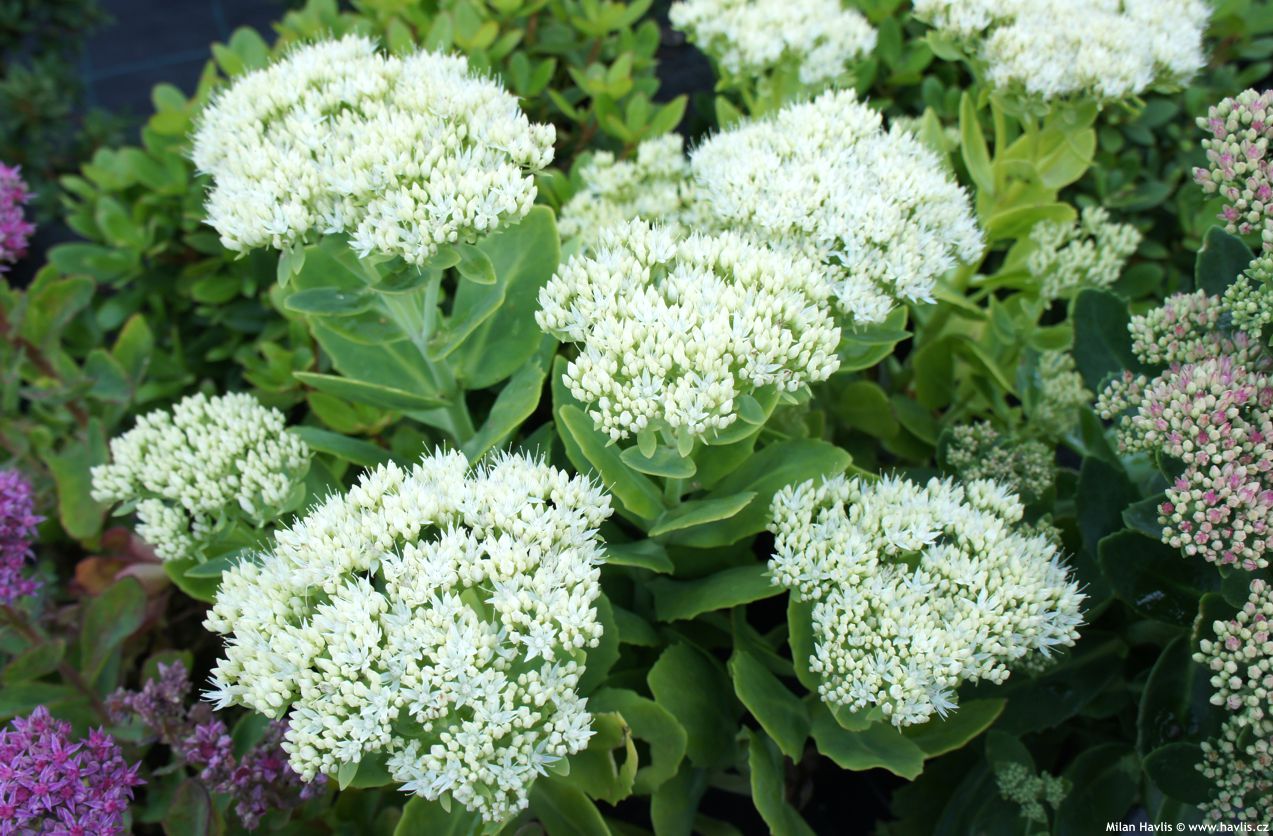 sedum spectabile Stardust