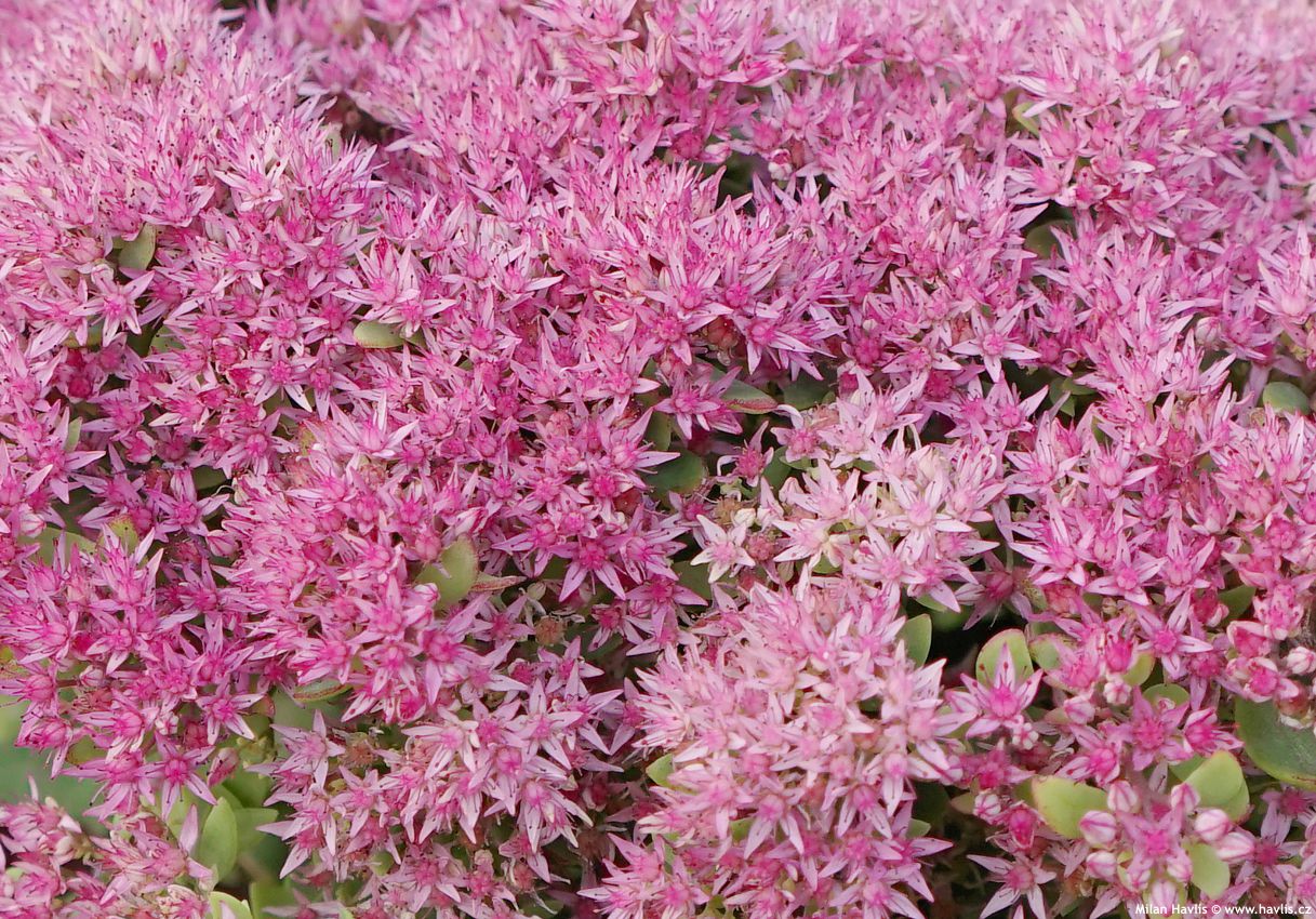 sedum telephium Seduction Pink Passion 2026 (1) detail.jpg