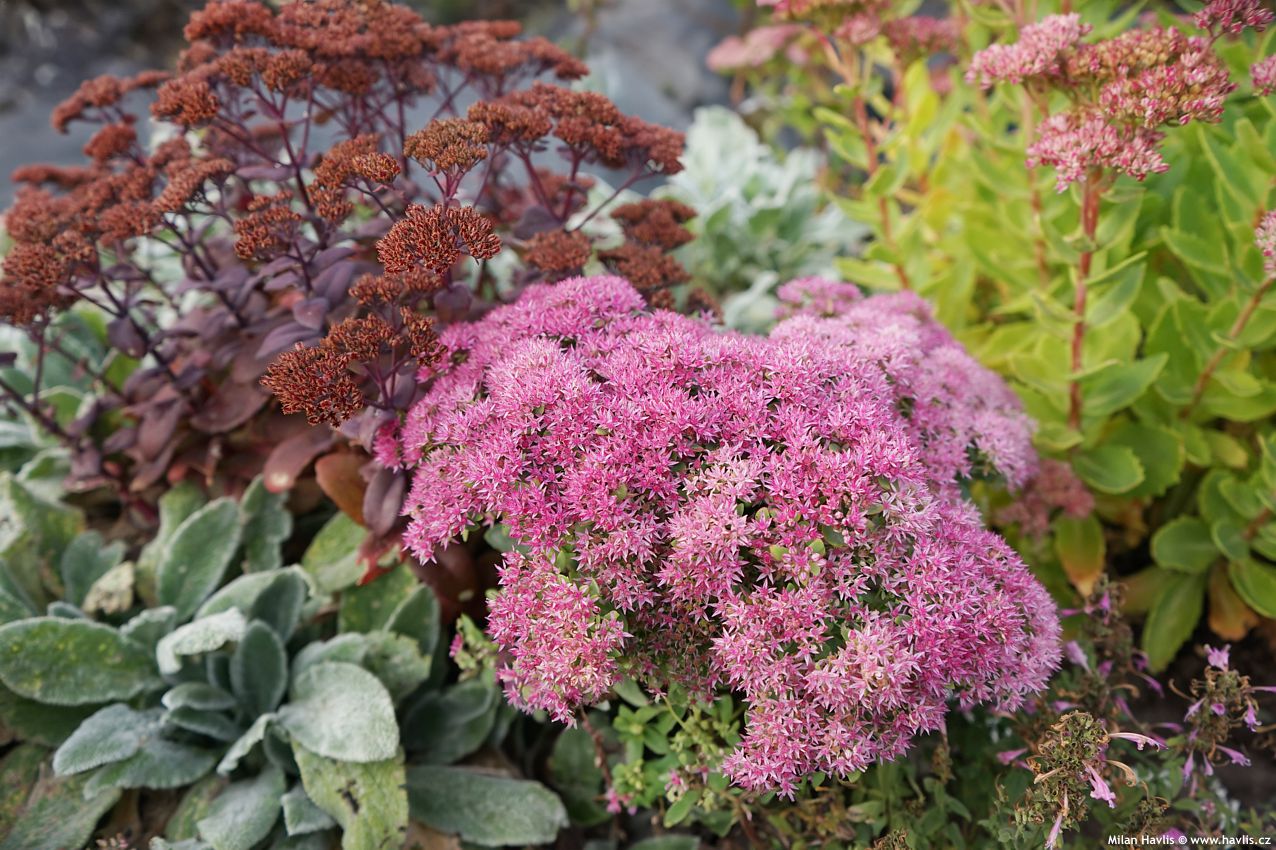 sedum telephium Seduction Pink Passion 2026 (1) edit.jpg