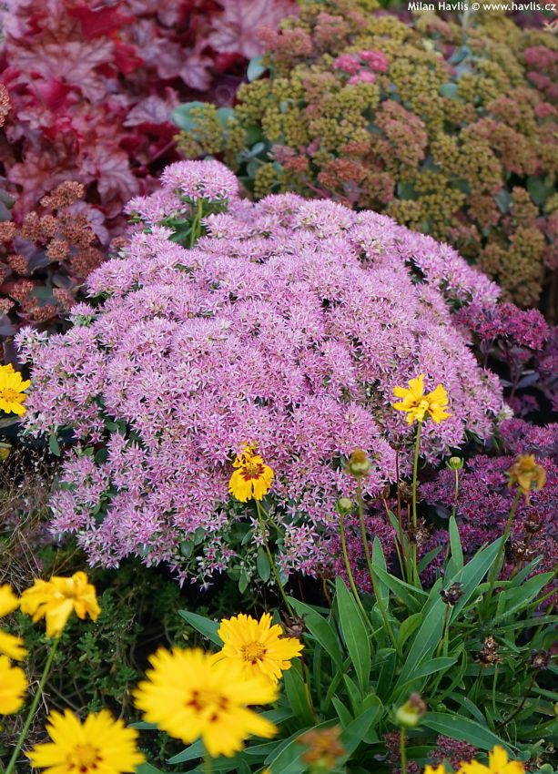 sedum telephium Seduction Pink Passion 2026 (6).jpg