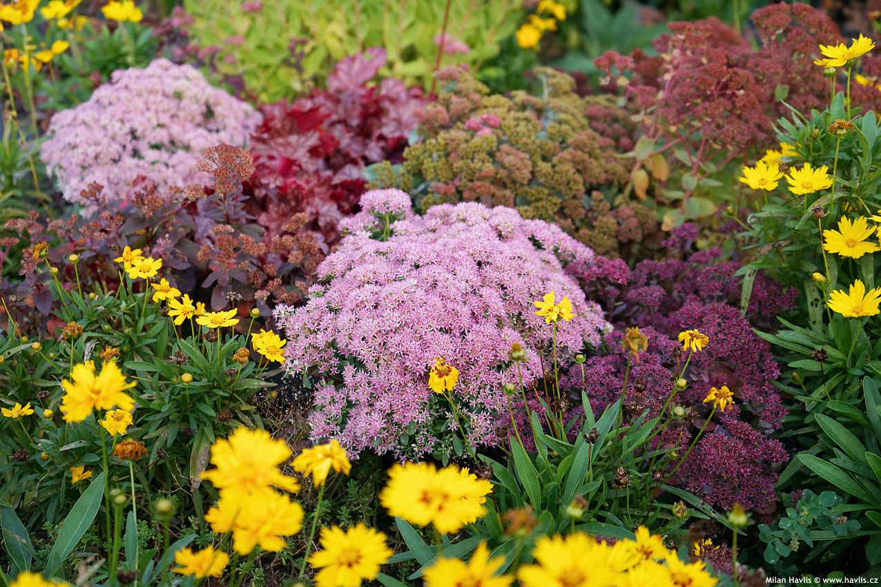 sedum telephium Seduction Pink Passion 2026 (7) edit.jpg