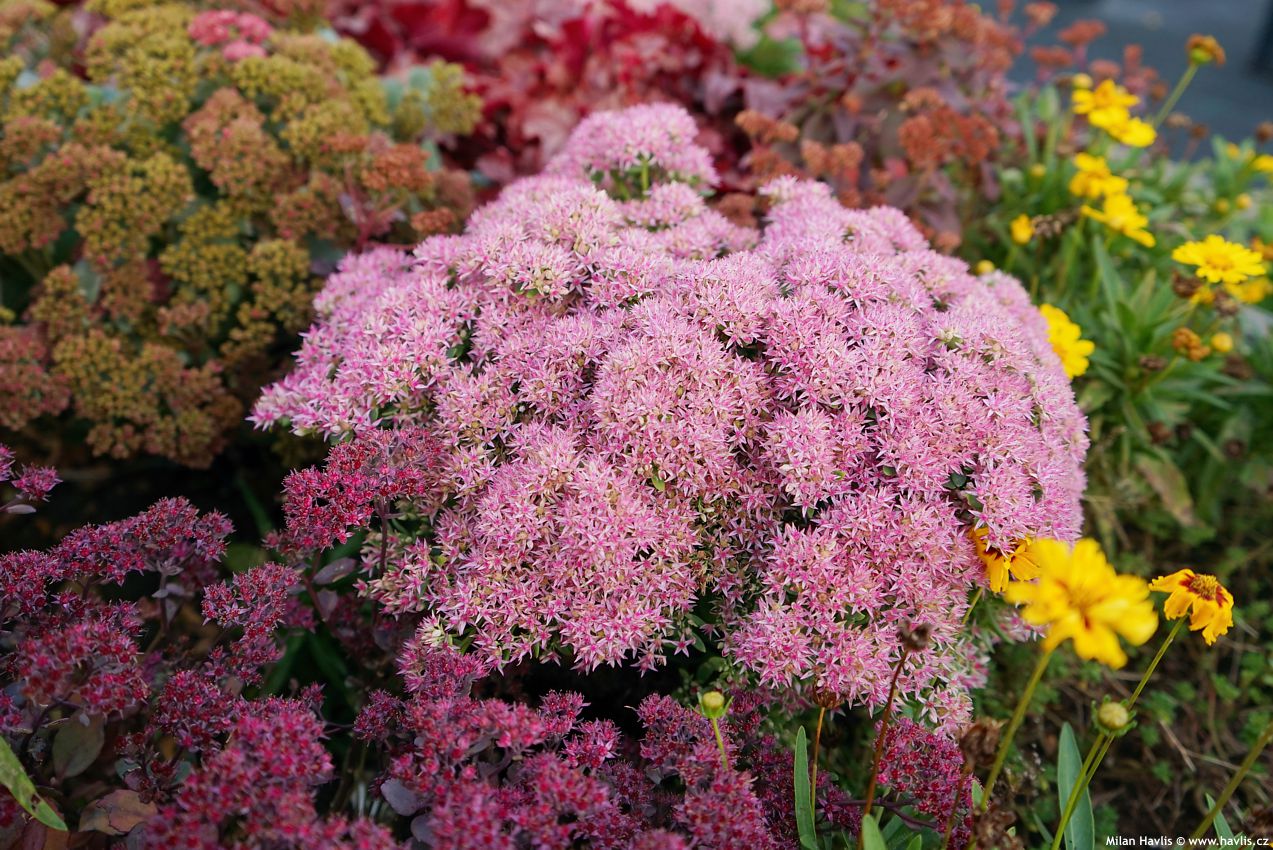 sedum telephium Seduction Pink Passion 2026 (8).jpg