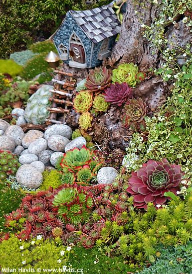 Sempervivum 'TOETIE FROETIES'