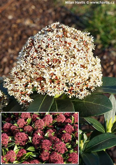 Skimmia japonica 'Moerings 4' RUBESTA&amp;amp;amp;amp;#174; GIANT PINK