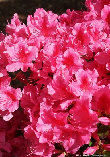 Azalea x 'Conlet' AUTUMN CARNIVAL�