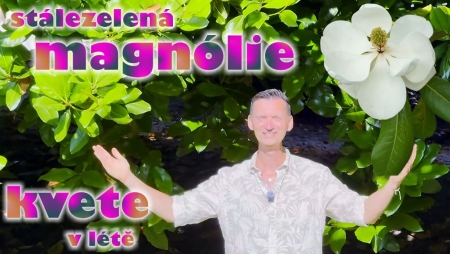 🍃💮Nechte se un�st kr�sou magn�li� - 3.d�l - st�lezelen�💮🍃