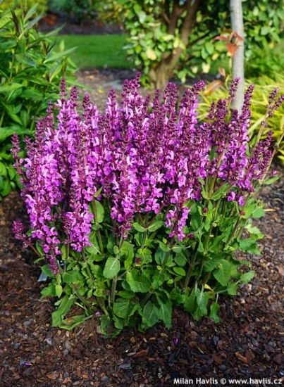 Salvia FASHIONISTA&amp;amp;amp;#8482; 'MOULIN ROUGE'