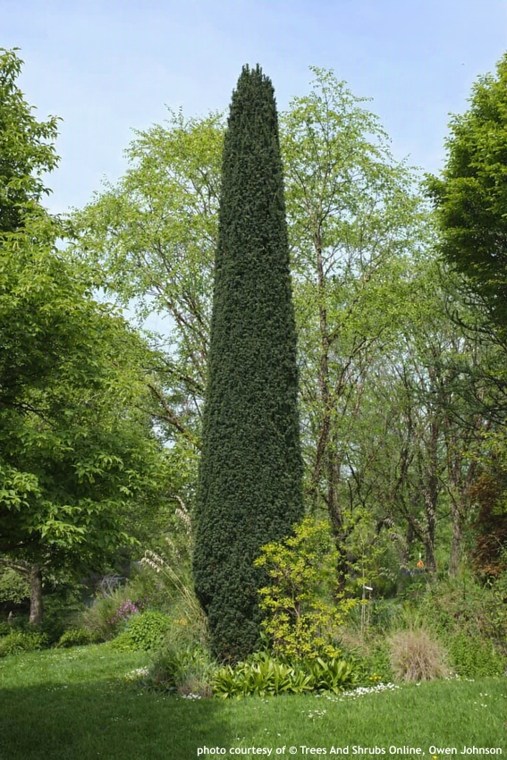 taxus baccata Fastigiata Robusta TSO Owen Johnson edit.jpg